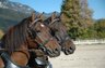 DSC_0107Wallache von Erwin_600x800_100KB_Album.jpg - 